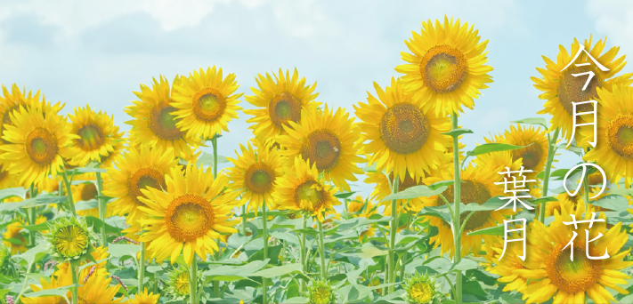 葉月の花